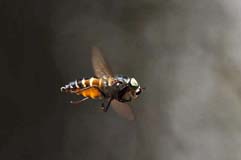 Schwebfliege - Zum Vergroessern klicken!